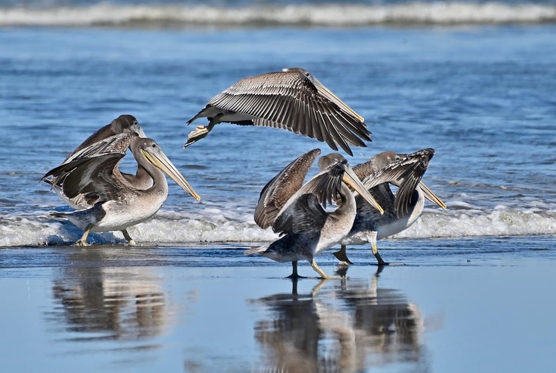 Wildlife Photographer